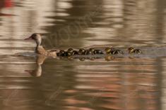 Marreco 11 <em>(3322)</em>