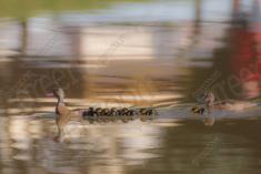 Marreco 12 <em>(3323)</em>