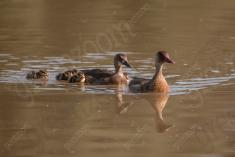 Marreco 13 <em>(3324)</em>