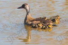 Marreco 14 <em>(3325)</em>