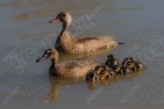 Marreco 15 <em>(3326)</em>