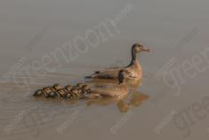 Marreco 16 <em>(3327)</em>