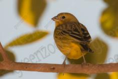 Canário da Terra 11 <em>(3328)</em>