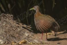 Saracura 3 <em>(3332)</em>