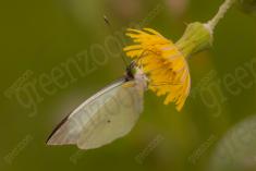 Borboleta 407 <em>(3333)</em>