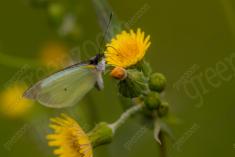 Borboleta 409 <em>(3334)</em>