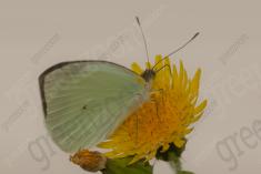 Borboleta 410 <em>(3335)</em>