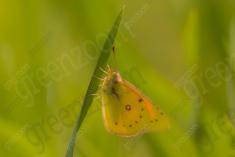 Borboleta 411 <em>(3336)</em>