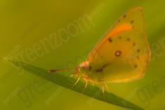 Borboleta 408 <em>(3337)</em>