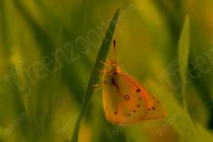 Borboleta 412 <em>(3338)</em>