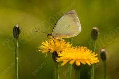 Borboleta 413 <em>(3339)</em>