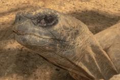 Jabuti 1 <em>(3340)</em>