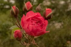 Flor 326 <em>(3346)</em>