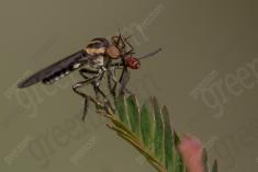 Inseto 259 <em>(3348)</em>