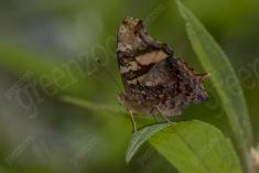 Borboleta 414 <em>(3350)</em>