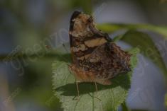 Borboleta 415 <em>(3351)</em>