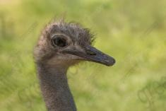 Avestruz 14 <em>(3356)</em>