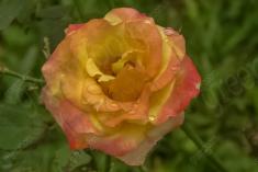 Flor 327 <em>(3357)</em>