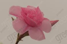 Flor 328 <em>(3358)</em>