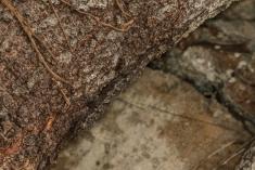 Lagartixa 15 <em>(3359)</em>