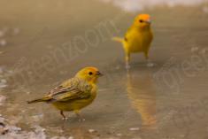 Canário da Terra 15 <em>(3362)</em>