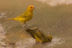 Canário da Terra 16 <em>(3363)</em>