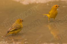 Canário da Terra 12 <em>(3364)</em>