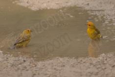 Canário da Terra 20 <em>(3368)</em>