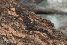 Lagartixa 14 <em>(3372)</em>