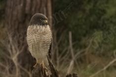 Gavião 38 <em>(3373)</em>