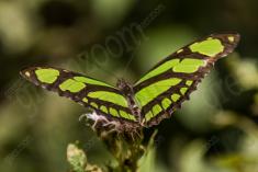 Borboleta 416 <em>(3378)</em>