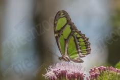 Borboleta 417 <em>(3379)</em>