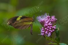 Borboleta 418 <em>(3380)</em>