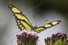 Borboleta 419 <em>(3381)</em>