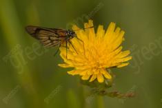 Borboleta 420 <em>(3382)</em>