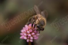 Abelha 51 <em>(3383)</em>