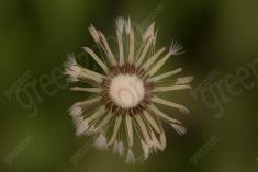 Flor 329 <em>(3384)</em>