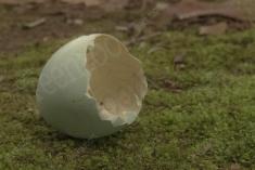 Ovo 1 <em>(3385)</em>