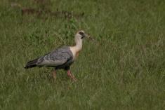 Curucaca 2 <em>(3386)</em>