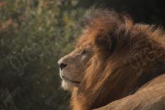 Leão 34 <em>(3387)</em>