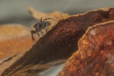 Aranha 108 <em>(3388)</em>