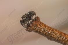 Aranha 109 <em>(3389)</em>