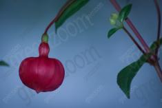 Flor 106 <em>(339)</em>