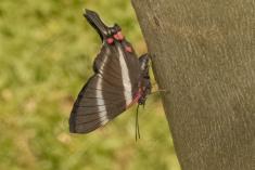 Borboleta 421 <em>(3396)</em>