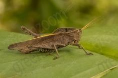 Gafanhoto 11 <em>(3399)</em>