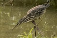 Socó 23 <em>(3401)</em>