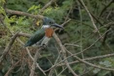 Martin Pescador 10 <em>(3409)</em>