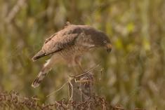 Gavião 39 <em>(3412)</em>