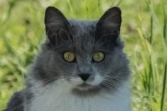 Gato 5 <em>(3428)</em>
