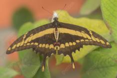 Borboleta 437 <em>(3430)</em>